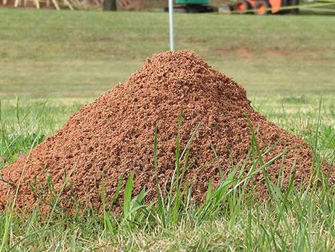 How To Get Rid Of Fire Ants And Red Ants | Do-It-Yourself Pest Control Kill Fire Ants, Fire Ant, Ant Infestation, Ant Hill, Red Ant, Mosquito Zapper, Ant Control, Organic Pest Control, Fire Ants