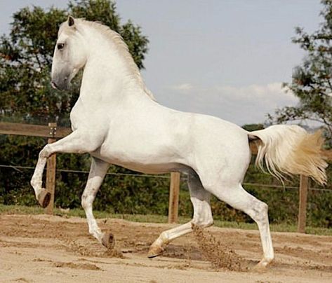 Lusitano Photography | 1000+ images about The Lusitano on Pinterest | Horses, Spanish and Photos Lusitano Stallion, Lusitano Horse, Elegant Horse, Horse Inspiration, Andalusian Horse, Most Beautiful Horses, Majestic Horse, All The Pretty Horses, Horse Drawings