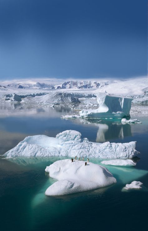 Observation des ours polaires - Croisière Le Ponant Snow And Ice, Nature Animals, The Expanse, Winter Wonderland, Beautiful Nature, Alaska, Travel Blog, Places To Go, Art Inspiration