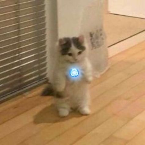 tony stark as a cat [ avengers cat icon/pfp ] Cat Icon Pfp, Tony Stark Icons, Iron Cat, Cat Icon, Icon Pfp, Tony Stark, My Cat, A Cat, Avengers