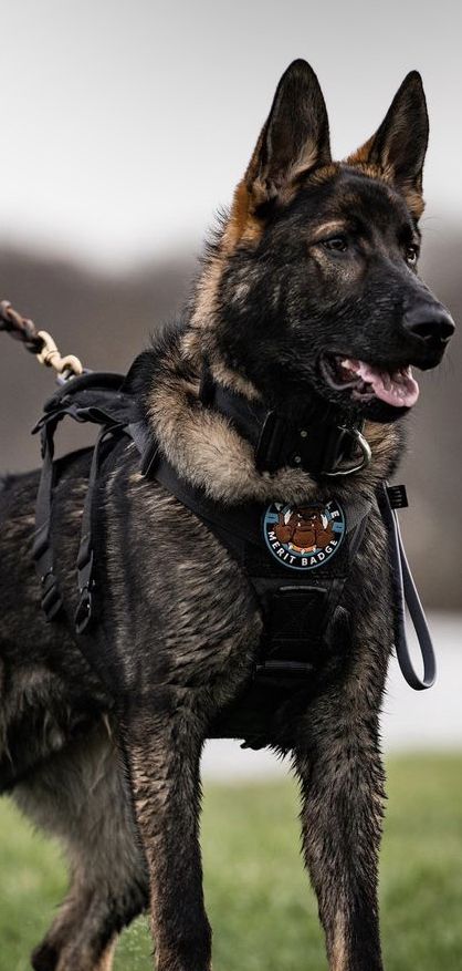 Swiss German Shepherd, German Shepherd Working Line, Shiloh Shepherd Dog, Rottweiler Pictures, Baby German Shepherds, K9 Police Dogs, Personal Protection Dog, Sable German Shepherd, Police Canine