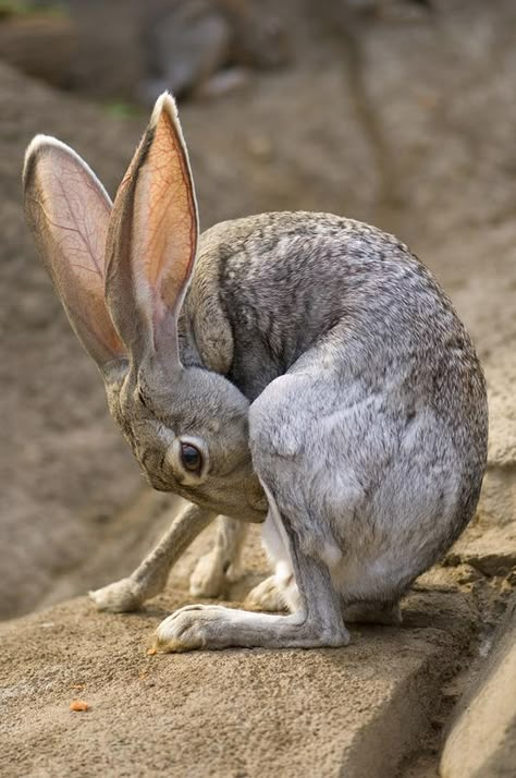 Joel Sartore, Animal Study, Jack Rabbit, Rabbit Art, Bunny Rabbits, Arte Inspo, Reference Photos, An Animal, Animal Photo