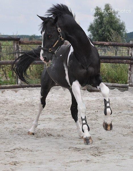 Selle Francais Horse Poses Reference Photo, Person On A Horse Reference, Person On Horse Reference, Horse Dynamic Pose, Horses Poses, Cool Horses, Horse Reference Photos, Black And White Horses, Horse Black And White