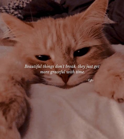 Cat Love Aesthetic, Living My Life Quotes, Cat Healing, Love Aesthetic Quotes, Urdu Captions, Cute Motivational Quotes, Guitar Photos, Bff Quotes Funny, Korean Drama Quotes