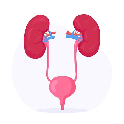 Premium Vector | Kidneys and bladder. human internal organ. urogenital system. urinary tract infection. nephrology, urology. kidney endoscopy, partial nephrectomy Urinary Bladder, Notes School, Notes Stickers, Ipad Notes, Urinary System, Irritable Bowel, Urinary Tract, Body Skin, Body Skin Care