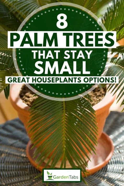 8 Palm Trees That Stay Small [Great Houseplants Options!] - Garden Tabs Palm Tree Container Ideas, Palm Trees In Pots Outdoors, Palm Tree Types, Potted Palm Trees, Miniature Palm Trees, Outdoor Hangout, Tropical Garden Plants, Houseplant Tips, Indoor Palm Trees