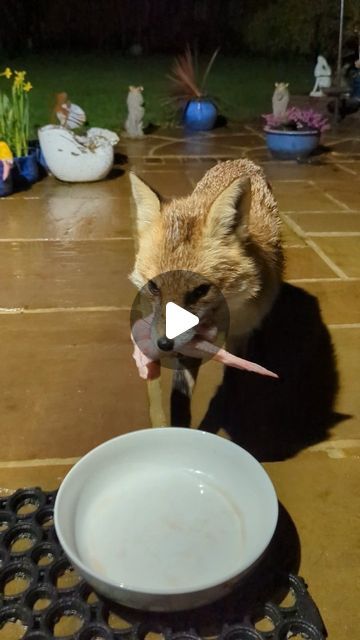 Lucy Goacher on Instagram: "Tiny Tail is at home with the babies, so Bruiser has been bringing her as many chicken wings as possible. He actually kept rejecting his cat soup medicine last night because he JUST wanted wings to carry!! He only had some dinner of his own once all the wings had been delivered. 🥹😭♥️♥️  Also, he COULD have tried to take extra wings off Miss P, but didn't. The boy has learned manners! Love him!!   #cuteanimals #animals #nature #wildlife #cute #fox #foxes #urbanfox #animallover #wildanimals #foxesofinstagram #wild #funny #funnyanimals" Baby Foxes Cute, Animals With Wings, Soup Video, Fox Videos, Baby Animals Adorable, Cute Foxes, Funny Chicken, Cute Animals Baby, Cute Animals Videos