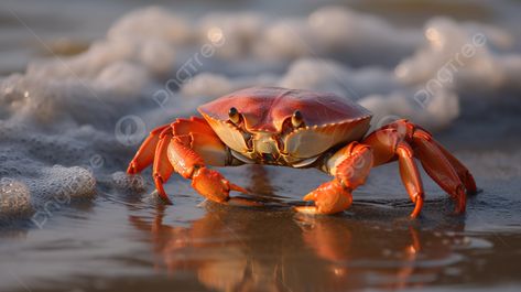 Seafood Background, Crab Picture, Waves On The Beach, Logo Cloud, Beach Background Images, Fall Music, Marketing Poster, Psd Background, Vector Trees