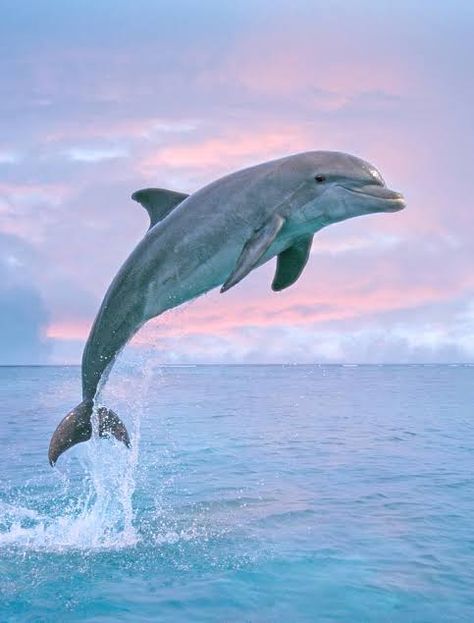 Jumping Dolphin, Dolphin Images, Dolphin Photos, Dolphin Painting, Fauna Marina, Dolphin Art, Editorial Photos, Bottlenose Dolphin, Barn Painting