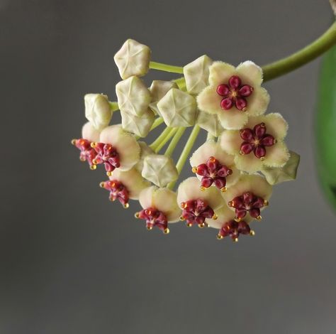 Hoya Kerrii, Sweet Flowers, Planting Succulents, Planting, Grapes, Fruit, Plants, Flowers