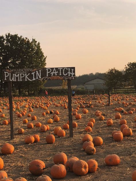 Halloween Aesthetic Pumpkin Patch, Autumn Aesthetic Pumpkin Patches, Autumn Pumpkin Patch, Fall Pumpkins Aesthetic, Fall Park Aesthetic, Fall Aesthetic Pumpkin Patch, Fall 2024 Vision Board, Pumpkin Fall Aesthetic, The Teacher Freida Mcfadden Aesthetic