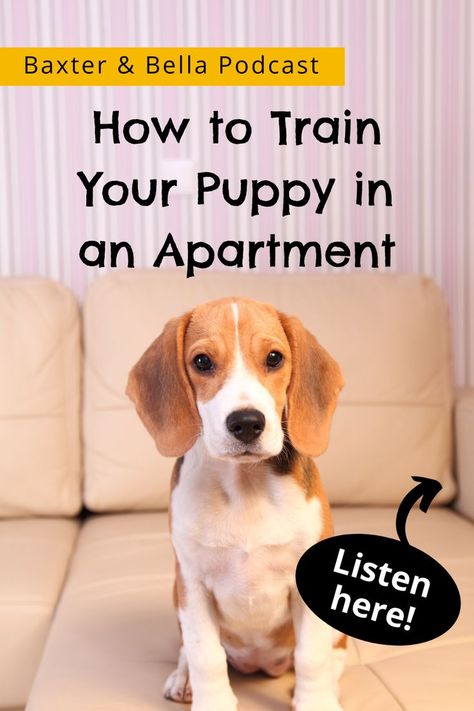 How to train your puppy in an apartment.  Listen now to the podcast episode.  Image is of beagle puppy. Puppy Crate Training, Puppy Potty Training Tips, Puppy Potty Training, Train A Puppy, Train Your Puppy, Crate Training Puppy, Puppy Biting, Potty Training Tips, Dog Health Tips