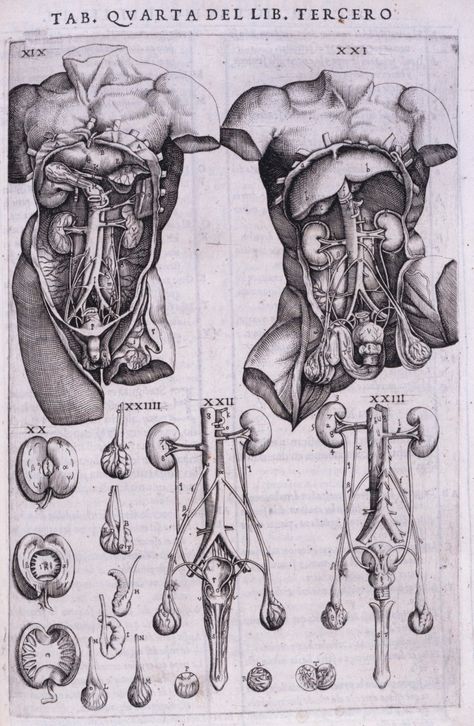 Internal Organs of the Human Body, 1556- Andreas Vesalius Human Organs Sketch, Internal Organs Art, Anatomy Organs Art, Anatomy Reference Organs, Victorian Anatomy Drawings, Organs Reference, Victorian Medical Illustration, How To Draw Intestines, Internal Organs Drawing