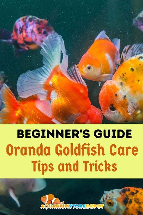 oranda goldfish Fancy Goldfish Aquarium, Fancy Goldfish Tank Ideas, Oranda Goldfish Tank, Goldfish Care, Goldfish Types, Aqua Scaping, Oranda Goldfish, Goldfish Aquarium, Fancy Goldfish