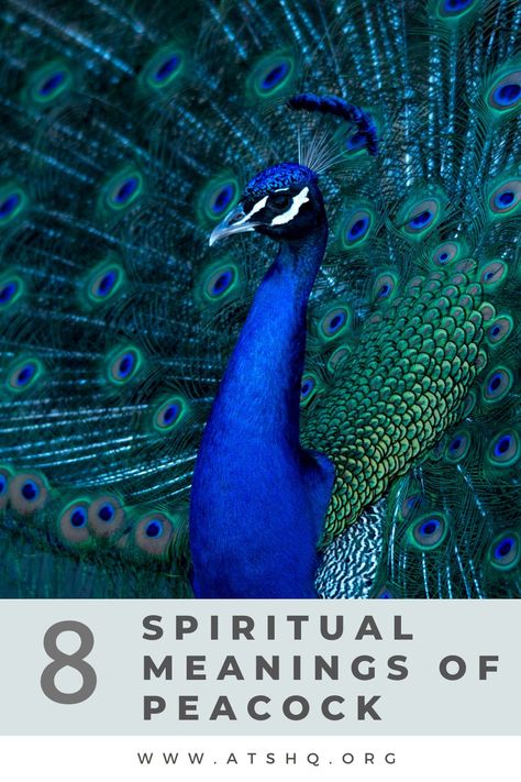 Meaning Of Peacock Feather, Peacock Meaning Symbols, Peacock Tattoo Meaning, Peacock Meaning, Peacock Spiritual Meaning, Peacock Branding, Peacock Symbol, Peacock Symbolism, Peacocks Bird