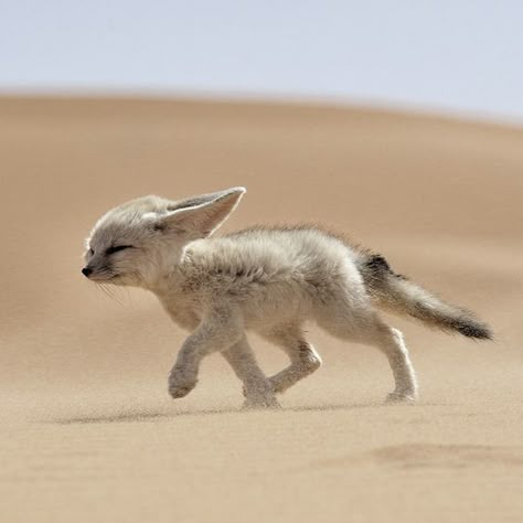 Fennec Fox Pet, Zoo Photos, Fennec Fox, Pet Fox, Pretty Animals, Wild Dogs, Silly Animals, Cute Wild Animals, In The Desert