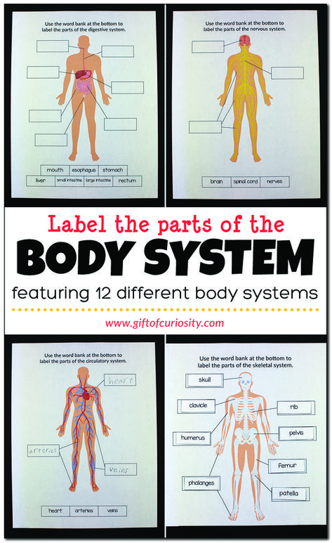 Label the Parts of the Body System | These human body worksheets for kids help children to identify 12 major body systems (e.g., circulatory system, respiratory system) and the important organs and parts in each system. | Human Body worksheets for kids | #humanbody #printable #giftofcuriosity || Gift of Curiosity Human Body Worksheets For Kids, Human Body Printables Free, Body Systems Worksheets Free Printable, Body Worksheets For Kids, Human Body Systems Worksheets, Free Human Body Printables, Human Body Systems Projects High School, Body Systems For Kids, Teaching Body Systems Elementary