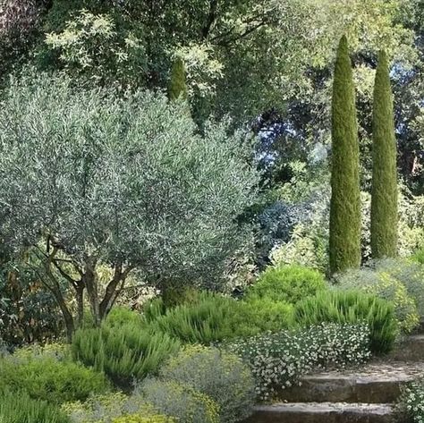 A Landscape Architect on Instagram: "By @riviera_gardens France The garrigue, perfumed by rosemary and santolina, is re-created in this private garden, to be enjoyed during summer holidays. Designed by Riviera Gardens.  Plants: Rosmarinus officinalis  Santolina chamaecyparisus Erigeron karvinskianus  Cupressus sempervirens  Olea europaea  #gardendesign #rosmarinusofficinalis #santolina #erigeron #cupressussempervirens #olea #oleaeuropaea #exteriordesign #landscapearchitecture #landscapearchitect #garden_styles #outdoorliving #gardenlife #perennialgarden #jardinagem #gardeninspiration #gardenlove #paisagismo #giardino#gardenmakeover #finearchitecture #outdoorentertaining #gardeninspo #gardenart #gardendesigner #gardengoals #areaexterna #landschaftsarchitektur #privategarden" Santolina Chamaecyparissus, Rosemary Garden, Greek Garden, Landscaping A Slope, Provence Garden, Cupressus Sempervirens, Garden Desig, Tuscan Garden, Pool Landscape Design