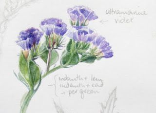 Limonium colour study Limonium Flower Drawing, Limonium Flower, Statice Limonium, Botanical Sketches, Botanical Sketchbook, Colour Study, Botanical Drawing, Botanical Leaves, Acrylic Painting Flowers