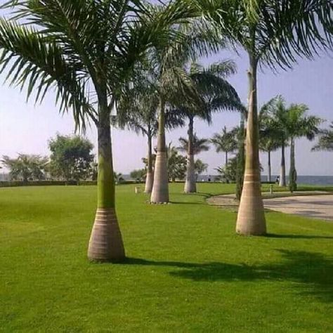 Royal palm trees Royal Palm Tree, Foxtail Palm, Palm Trees Landscaping, Palm Garden, Home Gardens, Garden Flower Beds, Beautiful Flowers Garden, Outdoor Entertaining Area, Landscape Projects