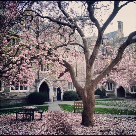 Spring at Princeton. Princeton Aesthetic, Yale Aesthetic, Paradise Aesthetic, Campus Architecture, Campus Aesthetic, Study Goals, College Architecture, This Side Of Paradise, Sweet House