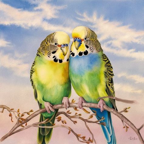 Budgies Wallpaper, Budgie Art, Budgie Sketch, Budgie Painting, Budgie Painting Acrylic, Budgie Watercolour Painting, Budgies Bird, Birds Painting, Watercolor Art