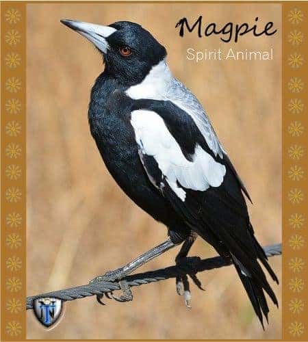 Australian Magpie, Magpie Art, Australian Fauna, Australian Wildlife, Australian Birds, Australian Animals, Animal Totems, Bird Drawings, Bird Photo