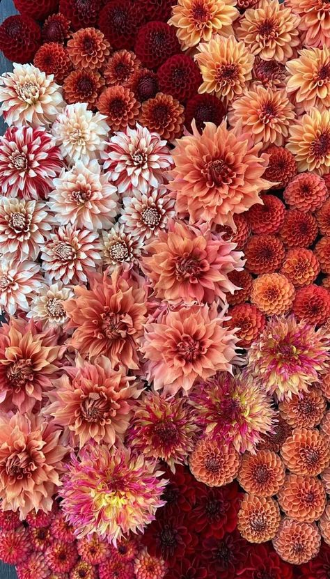 Dahlia Aesthetic, Ball Dahlia, Groom Flower, Flower Dahlia, Dahlia Tubers, Fall Palette, Boquette Flowers, Flower Business, New Order