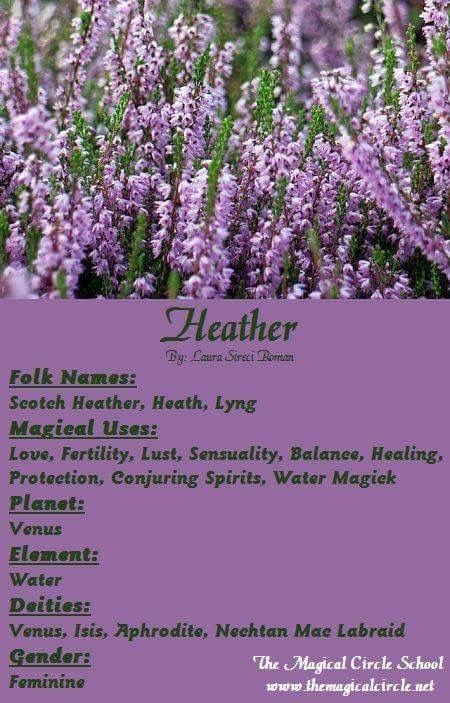 Heather Plant Magick, Magical Circle, Scottish Heather, Magickal Herbs, Witch Herbs, Green Witchcraft, Witch Garden, Magic Herbs, Eclectic Witch