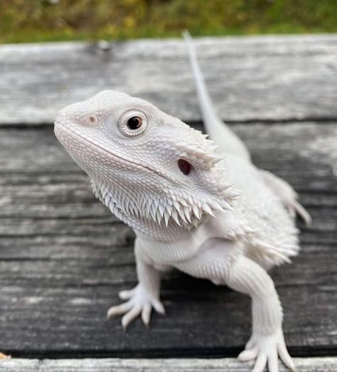 Albino Bearded Dragon, White Bearded Dragon, Lizard Terrarium, White Lizard, Bearded Dragon Funny, Lizard Dragon, Baby Bearded Dragon, Bearded Dragon Cute, Reptile Care