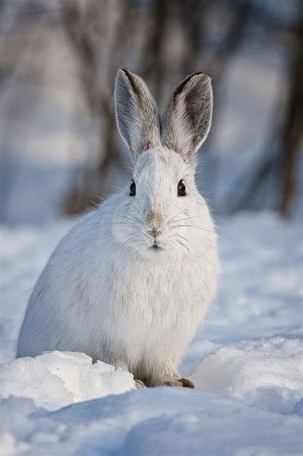 Snowshoe Hare | Content in a Cottage Snowshoe Rabbit, Snowshoe Hare, Arctic Hare, Snow Animals, Deep Winter, Winter Animals, Dark Winter, Winter Scenery