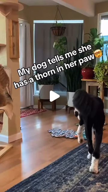 Pet Paradise Co. on Instagram: "Video and pup 🐶 are: @whataboutbunny  #dog #reels #doglover #fyp #petparadiseco #viral #trending #petstagram #pet #foryou" Funny Animal Videos Dogs, Animal Funny Videos, Funny Pets Videos, Pet Videos Funny, Unusual Pets, Dog Birth, Dog Haircut, Funny Pet Videos, Puppy Videos