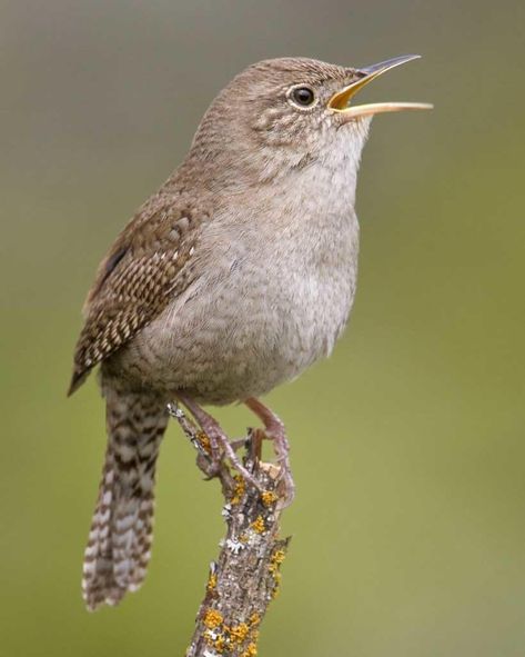 Ohio Birds, House Wren, Wren Bird, Birds Beautiful, Tree Trunks, Backyard Birds, Pretty Birds, Bird Photo, Field Guide