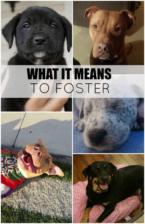 Foster Dogs, Foster Animals, Socializing Dogs, Foster Dog, Animal Advocacy, Pet Life, Rescue Dogs, Happy Animals, Shelter Dogs