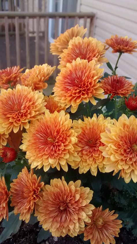 Mums Flower Bouquet, Flower Bouquet Chrysanthemum, Crysantenum Flower Aesthetic, Crysthanamum Flowers, Crythanthimum Flowers, Chrysanthemums Aesthetic, Crisanthiums Flower, Chrysanthemum Flower Aesthetic, Chrysanthemum Flower Garden