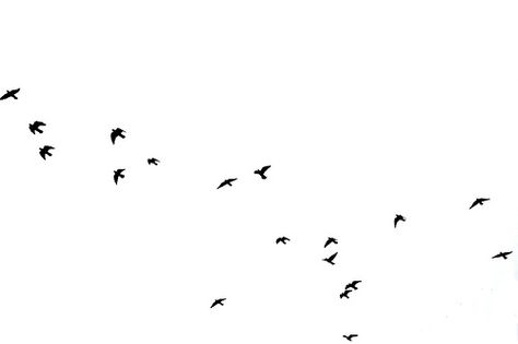 Bird Line Drawing, Myspace Layout, Vision Collage, Birds Png, Sky Photoshop, Collage Architecture, Moving To New York, Bird Png, Section Drawing