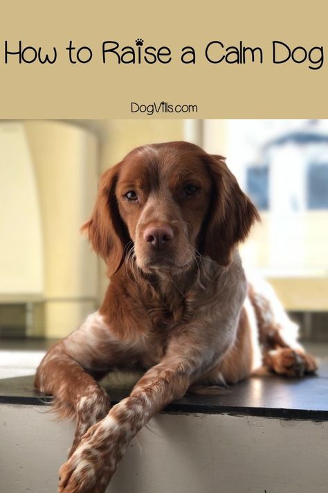 How To Raise a calm dog: Looking for the best tips for training a puppy so that it grows into a mellow dog? Lou Dog, Training A Puppy, Puppy Time, Calm Dogs, Best Dog Training, Puppy Care, Dog Training Obedience, A Puppy, Dog Behavior