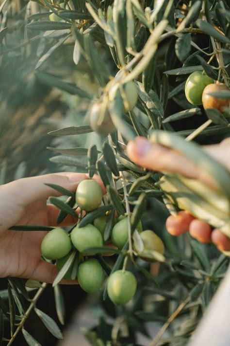 Branch with green olives on farm in daylight · Free Stock Photo Athena Aesthetic, Ancient Greece Aesthetic, Mediterranean Aesthetic, Greece Aesthetic, Goddess Aesthetic, The Song Of Achilles, Song Of Achilles, Athena Goddess, Olive Gardens