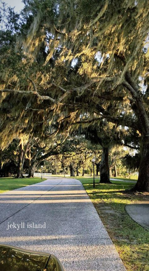 Jekyll Island, Golden Isles, Driftwood Beach, Georgia Coastal Georgia, Georgia Aesthetic, Savannah Georgia Aesthetic, Jekkyl Island Georgia, Jekyll Island Georgia Photography, Tybee Island Georgia Photography, John’s Island South Carolina, St Simons Island Georgia, Georgia Beaches