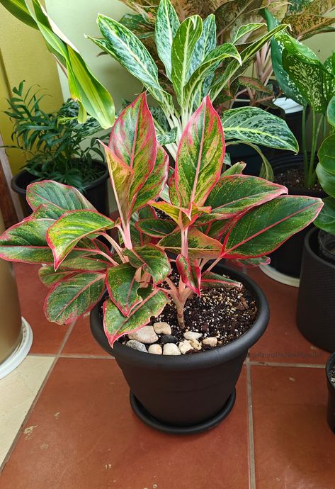 Beautiful Red Siam Aglaonema Chinese Evergreen, Indoor Plant, Indoor Plants, Plants, Red, Quick Saves