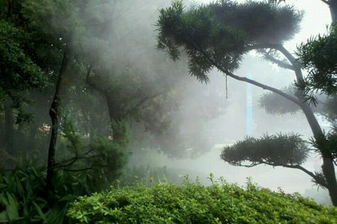 Angelwithoutwings The Fog, Nature Aesthetic, Pretty Places, Green Aesthetic, Happy Places, Mother Nature, Beautiful Places, Trees, Forest