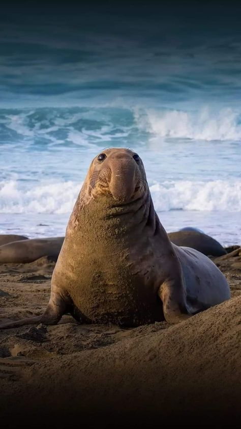 Funny Seals, Elephant Seals, Fat Animals, Cool Animals, North American Animals, Sea Mammal, Elephant Seal, Cute Seals, Underwater Animals