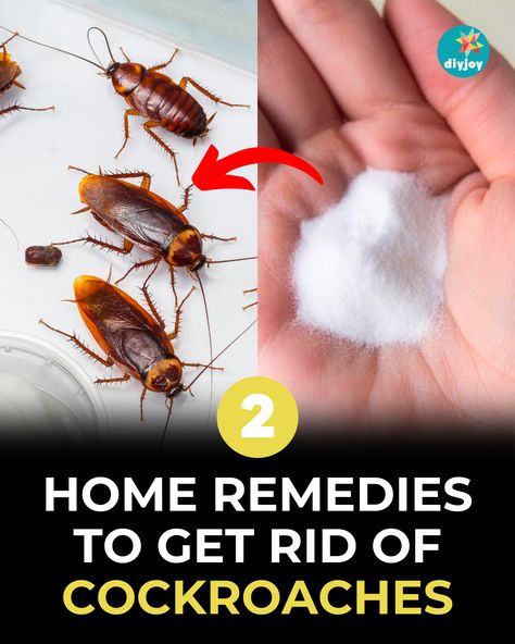 Dealing with cockroaches at home? Get rid of them with these DIY natural cockroach repellents. Find the instructions here. Get Rid Of Cockroaches Forever, Home Remedies For Cockroaches, Home Remedies For Roaches, Fall Hanging Baskets, Get Rid Of Cockroaches, Cockroach Repellent, Repellent Diy, Diy Floor Cleaner, Kill Roaches