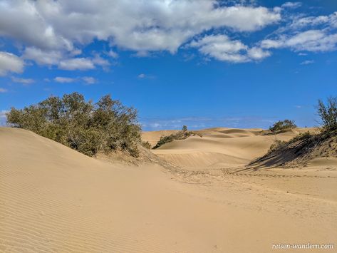 Wenn du mal auf Gran Canaria sein solltest, besuche unbedingt die Dünen von Maspalomas⁠. Diese sind das größte Wüstengebiet auf den Kanaren. Im hinteren Teil dieser findest du zudem ein Naturschutzgebiet. 🏜️😎  #spanien #kanaren #grancanaria #maspalomas #dünenvonmaspalomas #wüste #sand #düne #reiseblogger #reiseblog #reisefotografie #naturfoto #naturfotos #naturfotografie Grab Canaria, Canarian Islands, Imperial Sand Dunes California, Gran Canaria Mountains, Puerto De Mogan Gran Canaria, Mural Design, Canary Islands, Spain, Mural