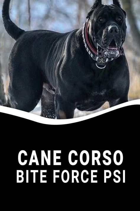 Cane Corso Bite Force PSI Black Cane Corso Dog, Burgundy Thigh High Boots, Cana Corso, Black Cane Corso, Kane Korso, Cane Corso Dog Breed, Cane Corsos, Well Mannered, Cane Corso Puppies