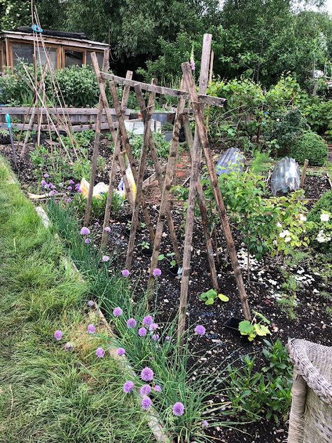 Allotment // Our Allotment So Far This Year - Roses and Rolltops Allotment Inspiration Beautiful, School Allotment Ideas, Allotment Garden Ideas, Upcycled Allotment Ideas, Small Allotment Ideas, Beautiful Allotments, Allotment Hacks, Allotment Fence, Allotment Ideas Budget