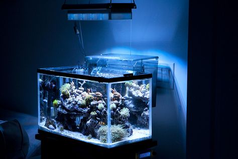 10 gallon by tehfuzzman on Nano-Reef. Salt Water Fish Tank Ideas, Salt Water Fish Tank, Pictures Of Sea Creatures, Salt Water Tank, Nano Reef Tank, Aquarium Set, Aquarium Ideas, Salt Water Fish, Nature Aquarium