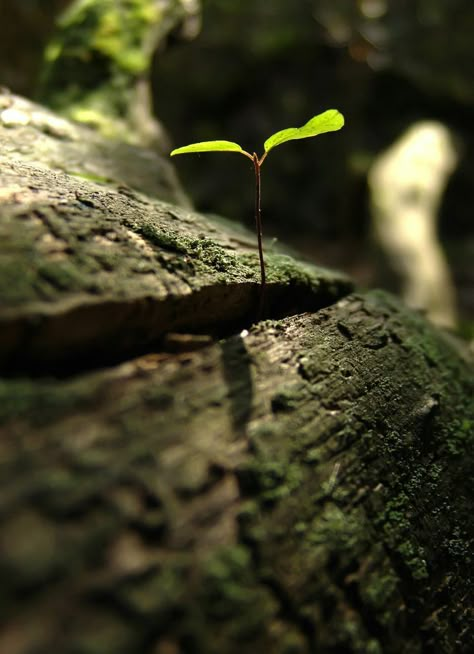 Tshirt Branding, Foto Baby, Forest Photography, Accessories Brand, Foto Art, Beautiful Nature Wallpaper, Beautiful Nature Scenes, Nature Aesthetic, Green Aesthetic