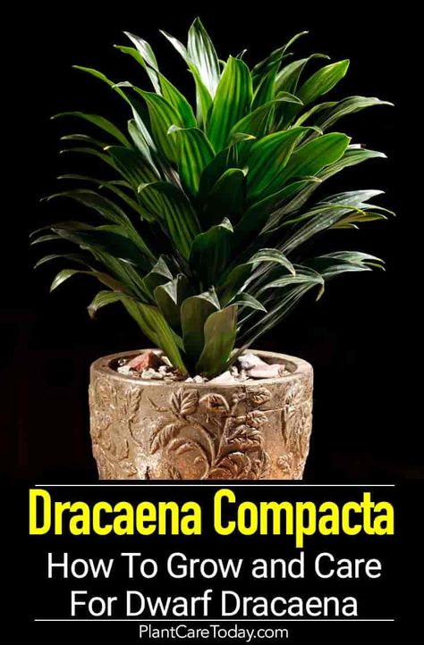 Dracaena Compacta Care: Tips On Growing The Dwarf Dracaena Janet Craig Plant, Dracaena Plant Care, Dracena Plant, Dracaena Compacta, Snake Plant Care, Dracaena Plant, Container Garden Design, Easy Plants To Grow, Plant Care Houseplant