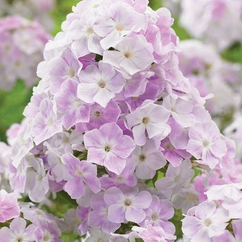 Phlox Plant, Phlox Flowers, Phlox Paniculata, Farm Nursery, Attracting Bees, Garden Bulbs, Cut Flower Garden, Spring Plants, Pink And White Flowers